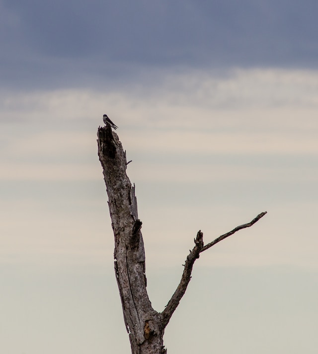 Lone bird on top of a dead tree.